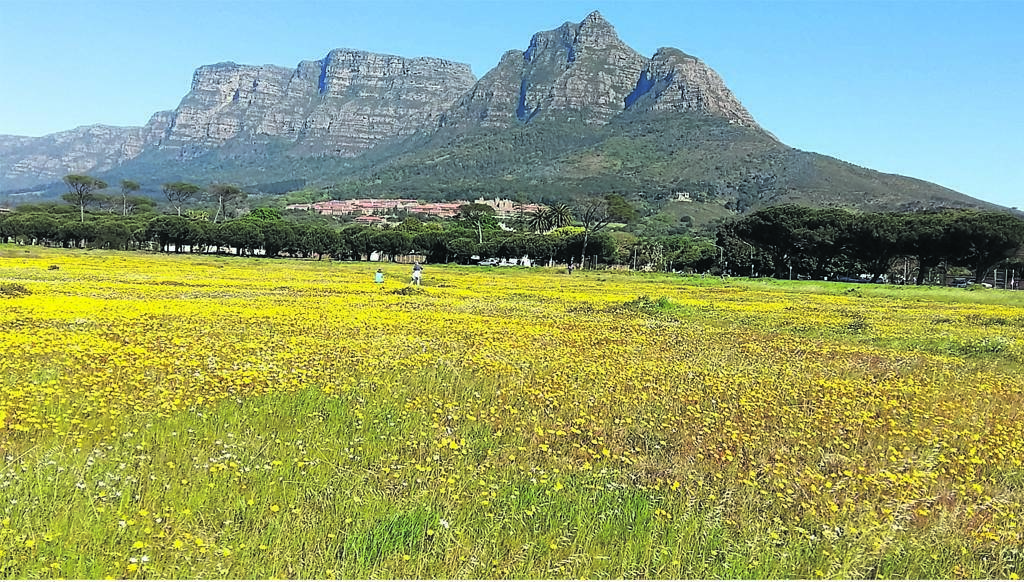 Now is the best time to enjoy the fauna and flora of Rondebosch Common, says outgoing Friends of Rondebosch Common chair, Brett Adams.PHOTO: Friends of Rondebosch Common 