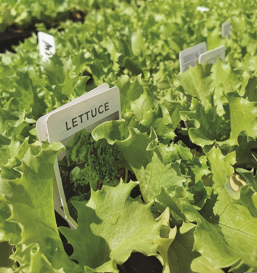 Lettuce. Photo: Supplied