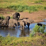 Botswana threatens to send 20 000 elephants to Germany in hunting row