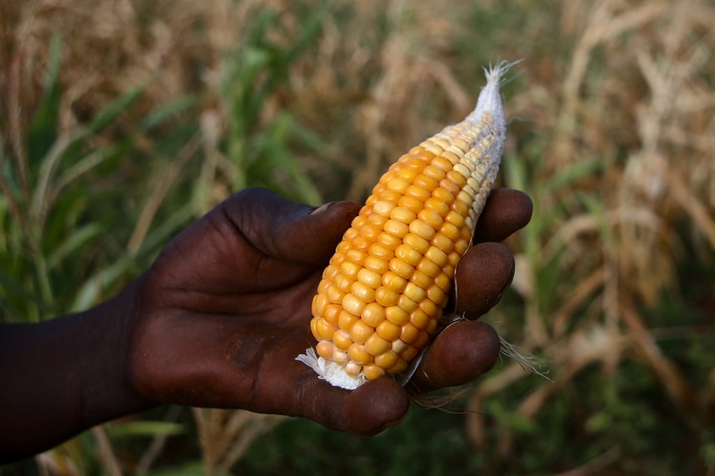 Edson Kanyemba, a communal farmer and head of Kanyemba village, holds a tiny maize cob harvested from his wilting maize field, on 3 March 2024. (Jekesai NJIKIZANA / AFP)