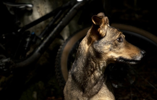 Luna might be old. But she is still very fast, at chasing mountain bikes (Photo: Ben Gerrish)