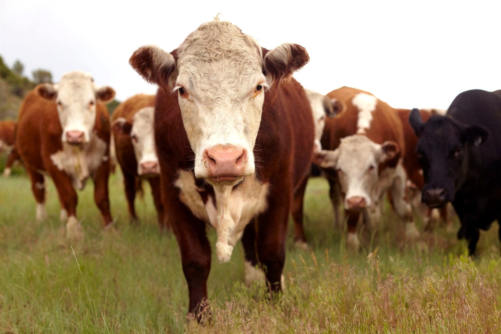 Manure from over 7 000 cows will be used to generate renewable electricity for SAB.
