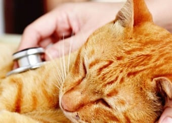Tail-wagging tech: 5 ways AI in healthcare will impact pet wellness