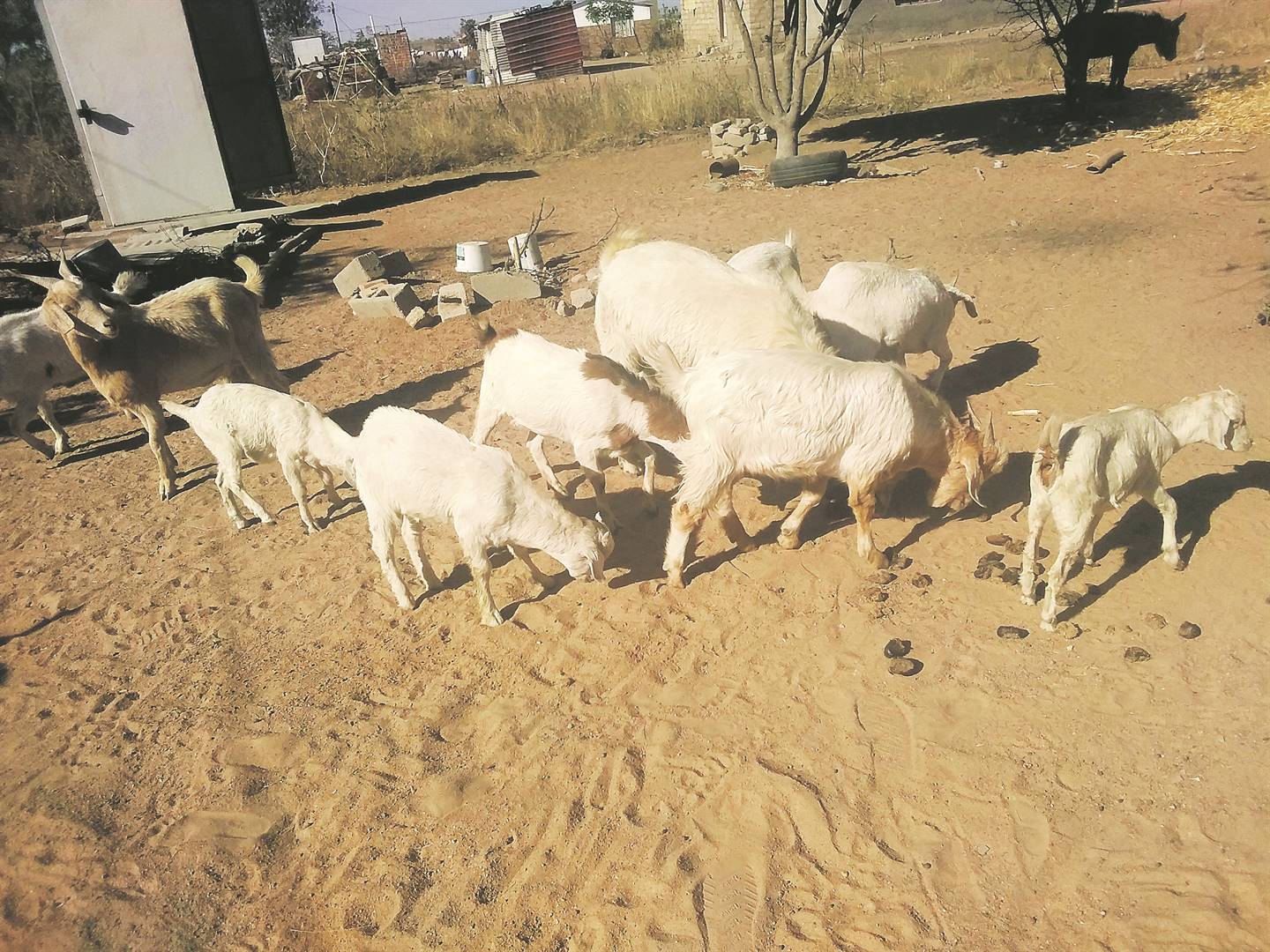Donald Matlou needs SunReaderss help to find his eight goats.                 Photos by Judas Sekwela