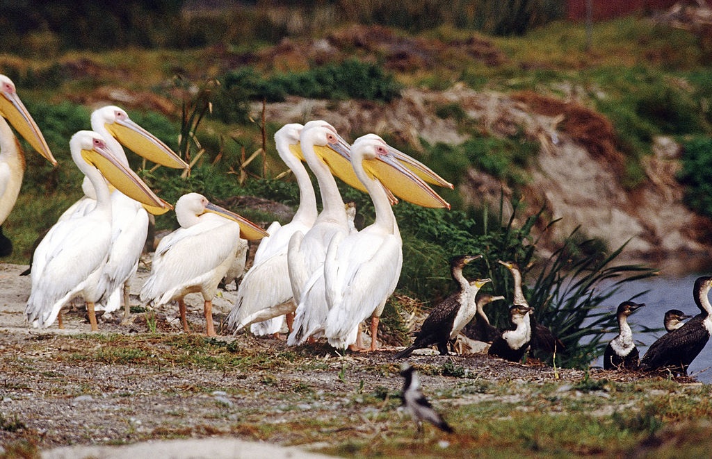 White Pelicans and Whitebreasted Cormorants, pictured in Cape Town.