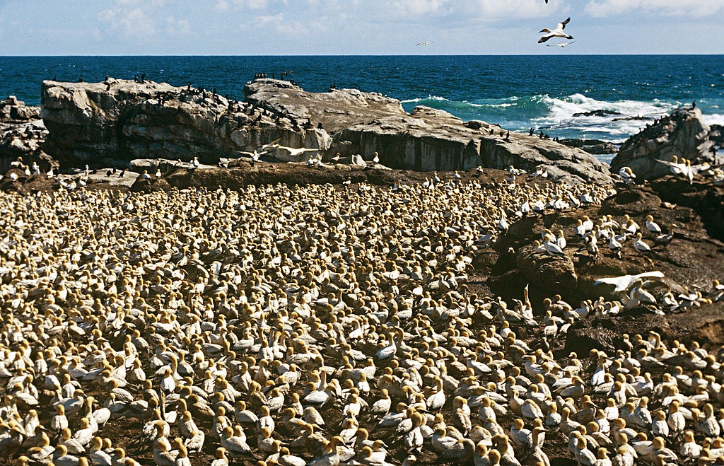 A sea bird colony pictured in Cape Town.