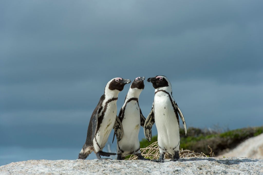 SOUTH AFRICA - 2013/04/06: African Penguins (Sphen