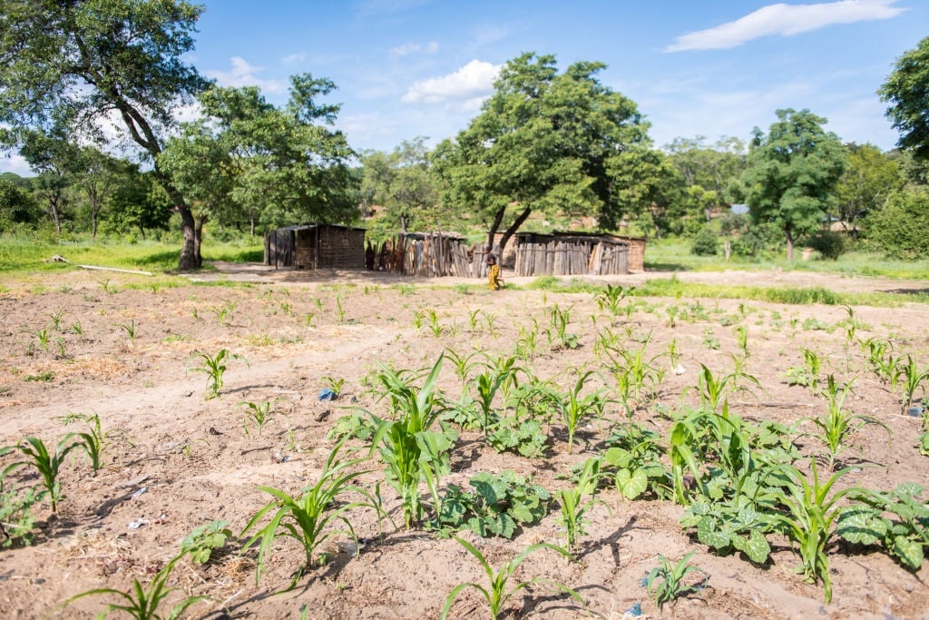 Young corn crop sprouting through the earth in a village in Livingstone, Zambia. (Photo by: Edwin Remsberg/VW PICS/UIG via Getty Image)