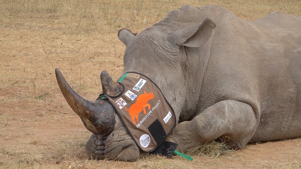 News24 | WATCH | Radioactive rhino: Nuclear technology may be horn in poachers' sides