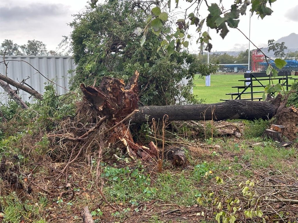 A number of trees were uprooted in Stellenbosch after a devastating storm. (Marvin Charles/News24)