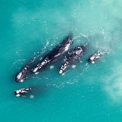 Welcome to the Whales at De Hoop!