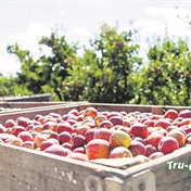 Apple-crop loss in the Overberg after flooding