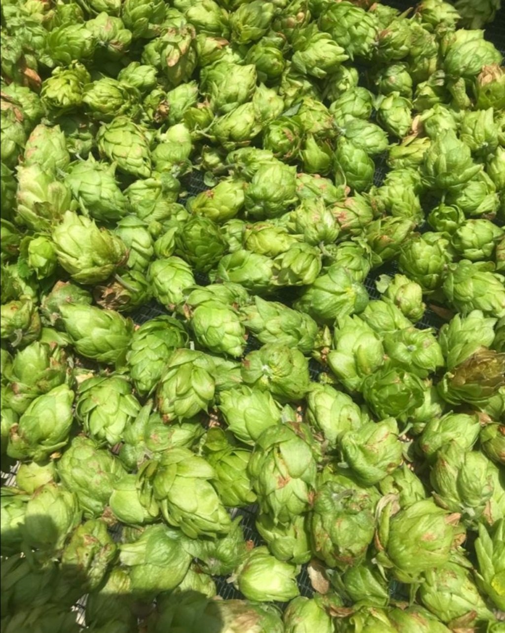 Harvested hops (Supplied)
