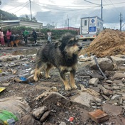 Storm-damaged Cape Town animal clinic appeals for donations to fund urgent repairs