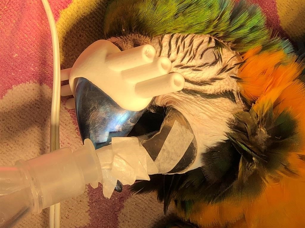 Max gets a new 3D beak.