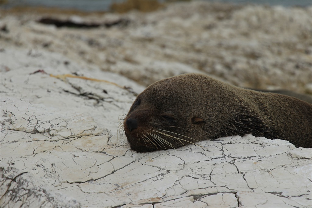 The Western Cape government says that dead seals are dying of malnutrition and that their deaths are not linked to avian influenza, which can affect other species. (File image: Getty Images)