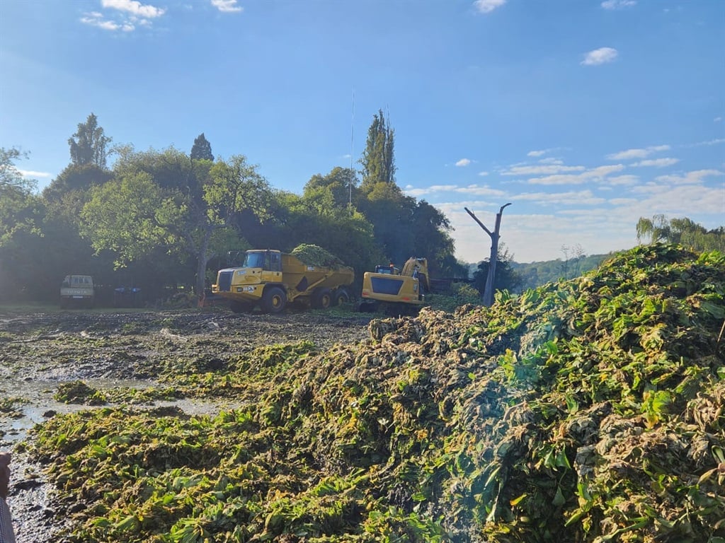 News24 | Lettuce spray: Authorities going back to chemical spraying to eliminate Vaal hyacinth
