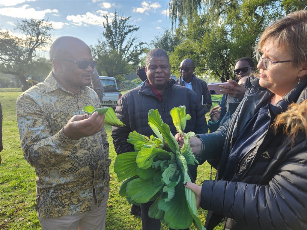 Water and Sanitation minister Senzo Mchunu, his deputy David Mahlobo and the Department's Anet Muir, inspect water lettuce from the Vaal. (Alex Patrick, News24)
