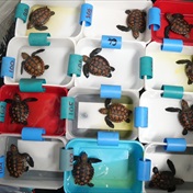 R3 million and counting: The amount needed for unprecedented number of stranded turtles