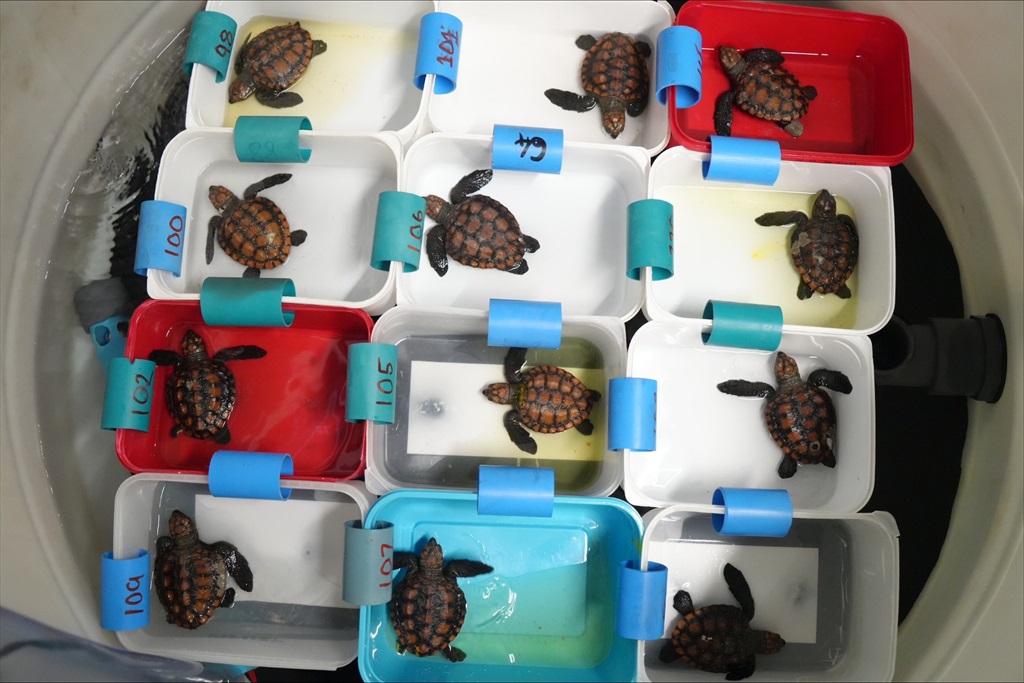 Turtles galore at the Turtle Conservation Centre inside the Two Oceans Aquarium (Supplied/Two Oceans Aquarium)