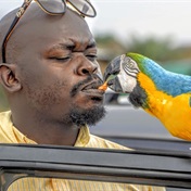 PICS: Meet celebrity candy-crushing parrot, Maluks!  