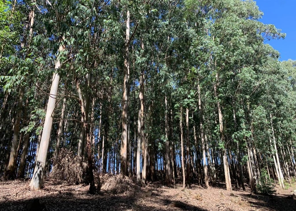 Gum trees stand tall on a plantation in Midlands, KwaZulu-Natal.  (Leandra Moller-Hanekom/supplied)