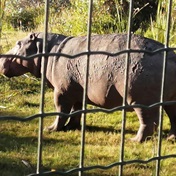 Escaped hippo goes walkabout in Grassy Park