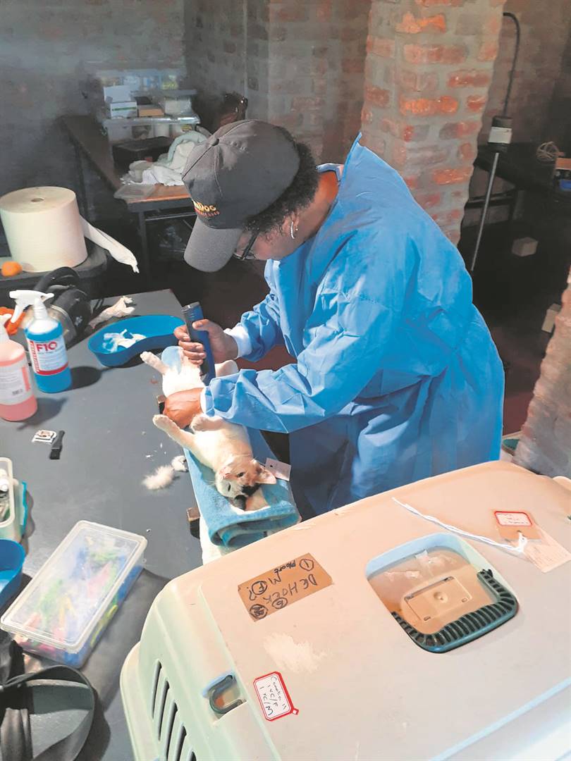 A veterinary assistant from Envirovet CVC in Joostenbergvlakte prepares one of the cats for sterilisation. 