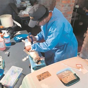 Bottelary shelter holds mass sterilisation drive for animals in Piketberg