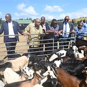 WATCH: Zuma's residents blessed with goats  