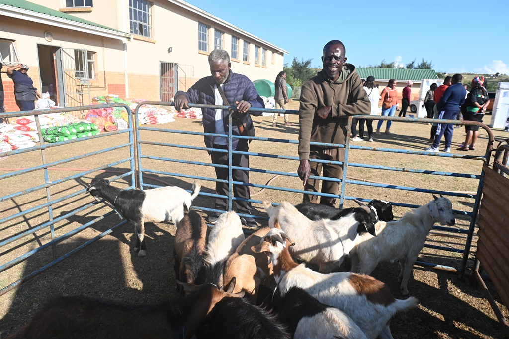  Nkandla goats 