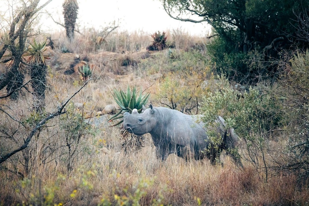 Discover How This KZN Nature Reserve Combats Rhino Poaching with Community and Canine Support | Business