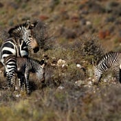 Genetiese projek met Kaapse bergsebra lewer nog ’n vulletjie