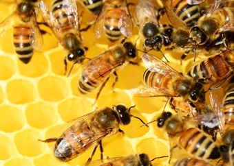 Multi uses for honey on World Bee Day