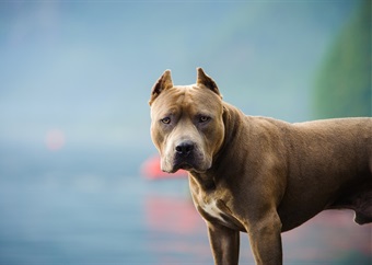 DRC government moves to regulate breeding, ownership of boerboels and pit bulls