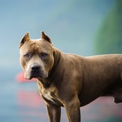 DRC government moves to regulate breeding, ownership of boerboels and pit bulls