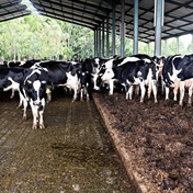 Vrede-suiwelplaas ‘grootste melkprodusent in Oos-Vrystaat’