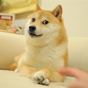Death of Doge: The internet mourns the loss of meme legend Kabosu, the iconic dogecoin dog muse