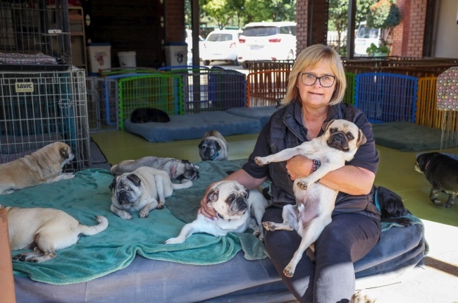 This Benoni woman has turned her home into a safe haven for rescue pugs