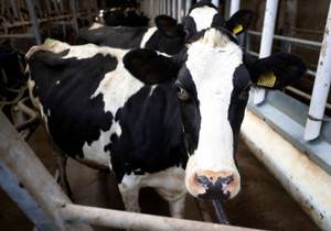 ’n Maatskappy wat miljoene aan melkprodusente skuld, is in sakeredding geplaas. Foto: Getty