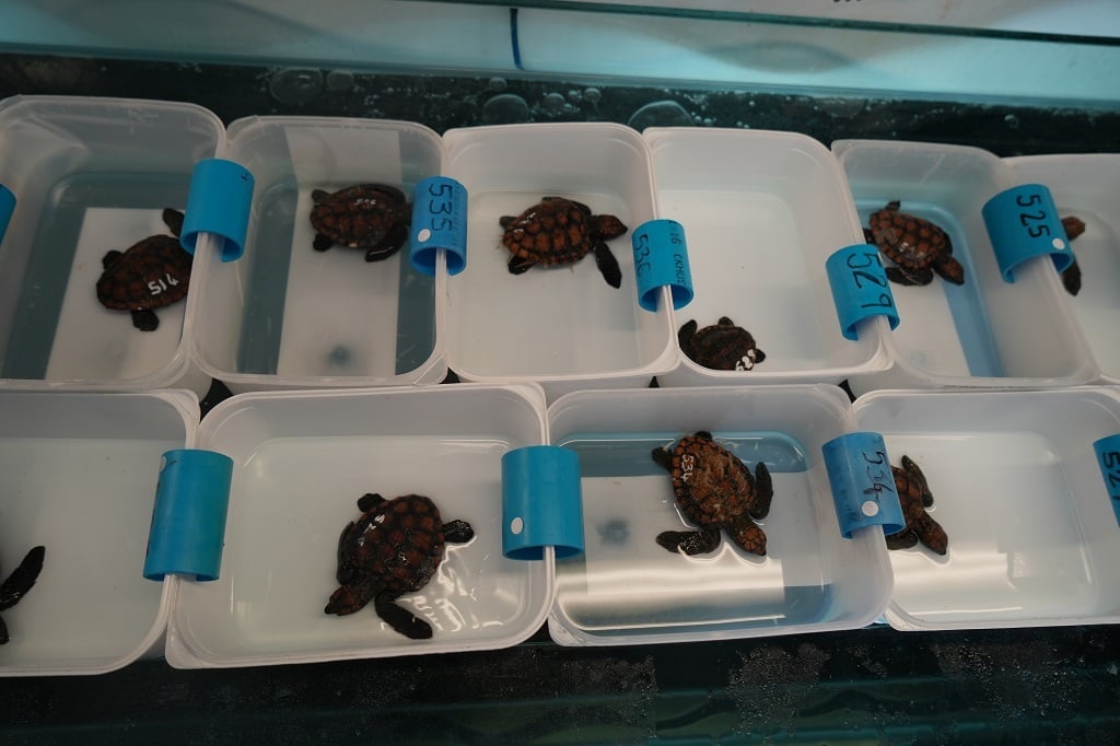 More than 530 sea turtles have been rescued in this year's stranding season. (Two Oceans Aquarium).