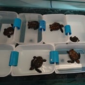 530 and counting: new record number of stranded turtles at the Two Oceans Aquarium