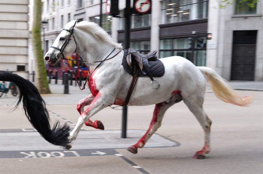 یک اسب سفید روی پیچ‌های شل در خیابان‌های لندن در نزدیکی آلدویچ در ۲۴ آوریل ۲۰۲۴ قدم می‌زند. (تصاویر جردن پتیت/PA از طریق گتی ایماژ)