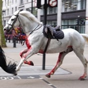 Military horses run amok in central London, injuring at least four people