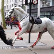 WATCH | Escaped military horses bolt through central London, injuring four