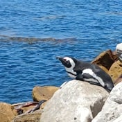 Penguin numbers dwindle 16% as top Cape Town attraction slowly disappears