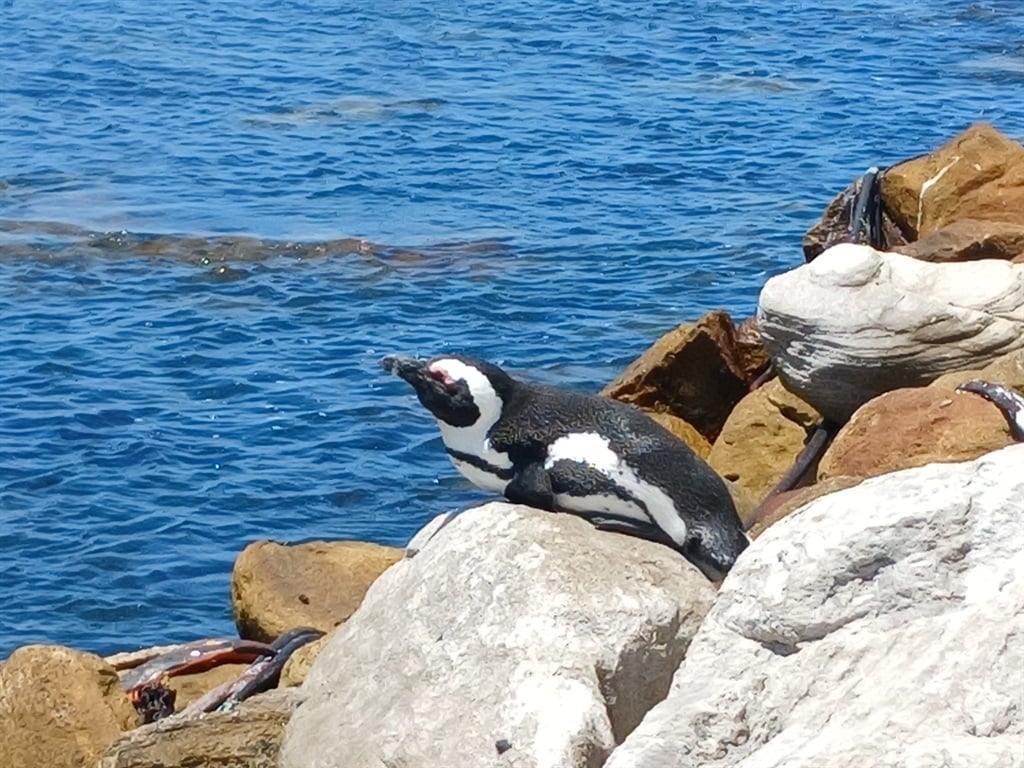 One of the Cape's African penguins basking in the sun. (Renée Bonorchis/News24).