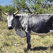 SA se vrugbaarste koeie: Taai bees vir ’n moeilike klimaat