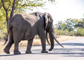 New proposal puts Kruger National Park's environmental safeguards 'at risk'