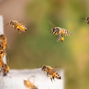 Honey co-operatives receive beehive pollination units